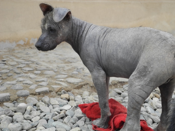 Hairless Peruvian Dog- Apparently thats a thing